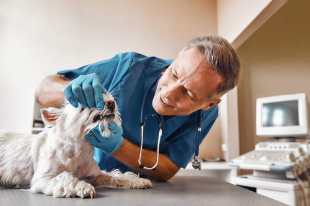 Best Same-Day Emergency Dental Services in Horseshoe Bay, TX